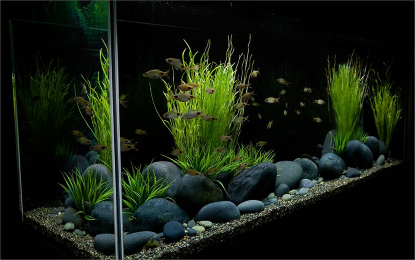 aquarium pebbles